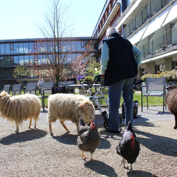 Älterer Mensch mit Schafen und Hüner